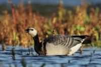 Branta leucopsis