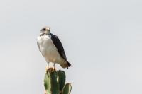 Buteo augur