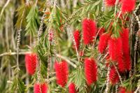 Sardinia - FLORA