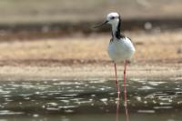 Himantopus leucocephalus