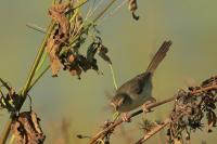 Prinia polychroa