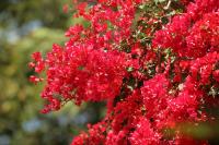 Tanzania-FLORA