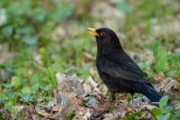 Turdus merula