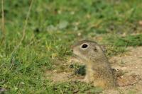 European ground squirrel