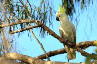 Cacatua galerita