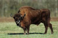 European bison