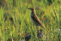 Anthus rufulus