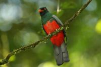 Trogon massena