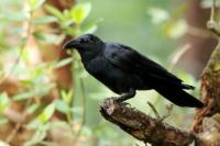 Corvus macrorhynchos