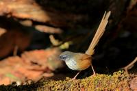 Prinia atrogularis