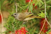 Lichenostomus chrysops