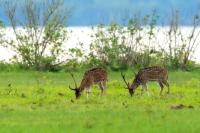 Chital