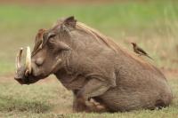 Common warthog