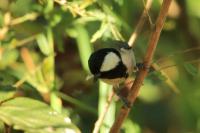 Parus minor