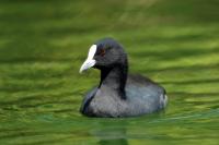 Fulica atra australis