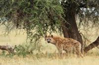 Spotted hyena