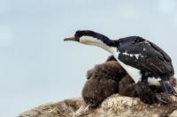 Phalacrocorax bransfieldensis