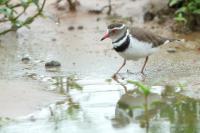 Charadrius tricollaris