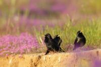 Sturnus unicolor