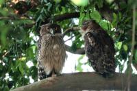 Sri Lanka FAUNA