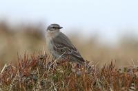 Anthus spinoletta