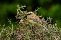 Emberiza cirlus