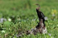 Anhinga melanogaster