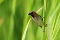 Lonchura punctulata