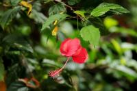 Sri Lanka - Flowers