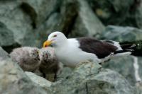 Larus dominicanus