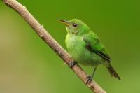 Costa Rica fauna