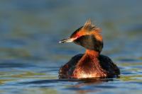 Iceland - fauna