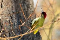 Picus viridis