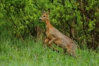 Roe deer