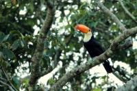 Ramphastos toco