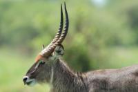 Waterbuck