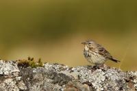 Anthus pratensis