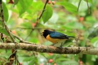 Euphonia minuta