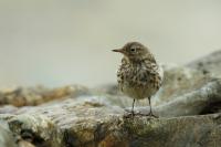 Anthus petrosus