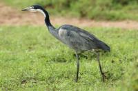 Ardea melanocephala