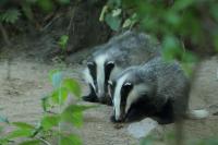 European badger