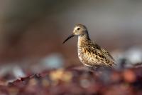 Calidris alpina