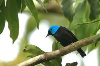 Dacnis venusta