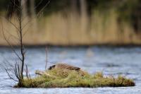 Branta canadensis