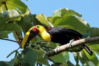 Ramphastos swainsonii