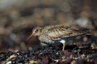 Calidris maritima