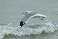 Larus canus