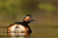 Podiceps nigricollis