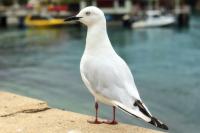 Larus bulleri 