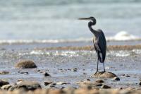 Ardea herodias